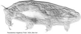 Pseudobiotus megalonyx (Thulin), a freshwater (and brackish water) tardigrade of the elbe river. Click for enlargement
